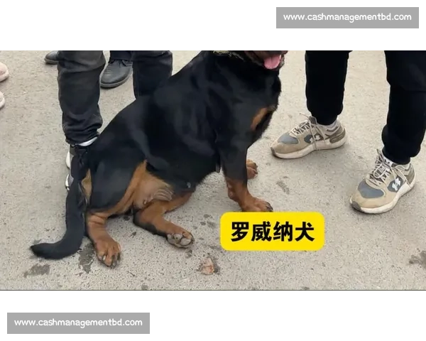 护卫犬竞技赛事精彩纷呈 展现忠诚勇敢与智慧的完美结合 护卫犬竞技赛事精彩纷呈 展现忠诚勇敢与智慧的完美结合